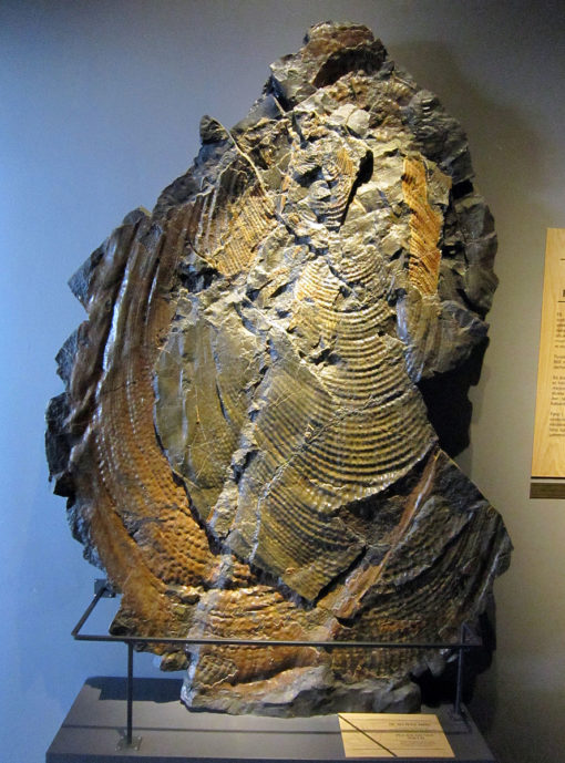 Clam structure and Organism located in SOL 66 - Image 2